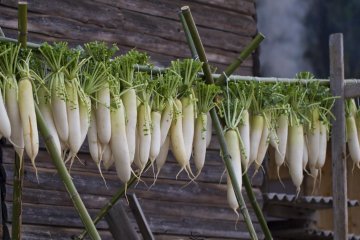 <p>Daikon radishes hanging out to dry</p>