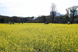 ทะเลสีเหลืองที่สวนฮะมะริกกุ