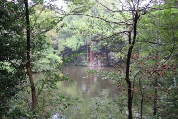 Pond at Hikawa Shrine