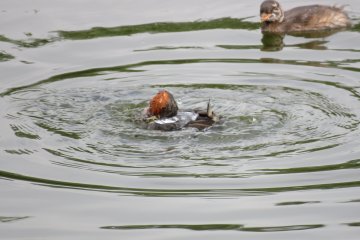 Omiya Park Ducks