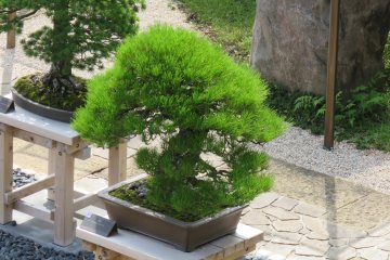 Black Pine in Bonsai Garden