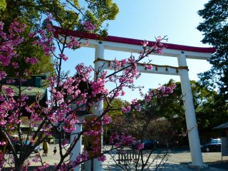 ประตูโทริของศาลเจ้า Kamakura-gu
