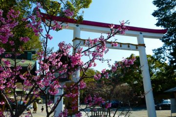 The entrance gate of Kamakura-gu