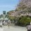 Hoa anh đào ở Kamakura
