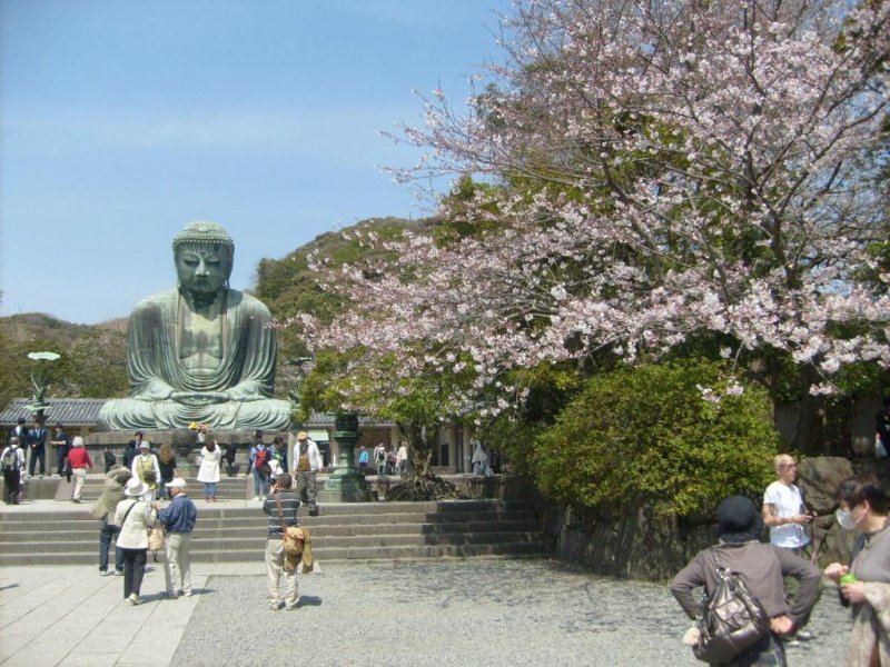 The serene Daibutsu contemplating a cherry-blossom tree