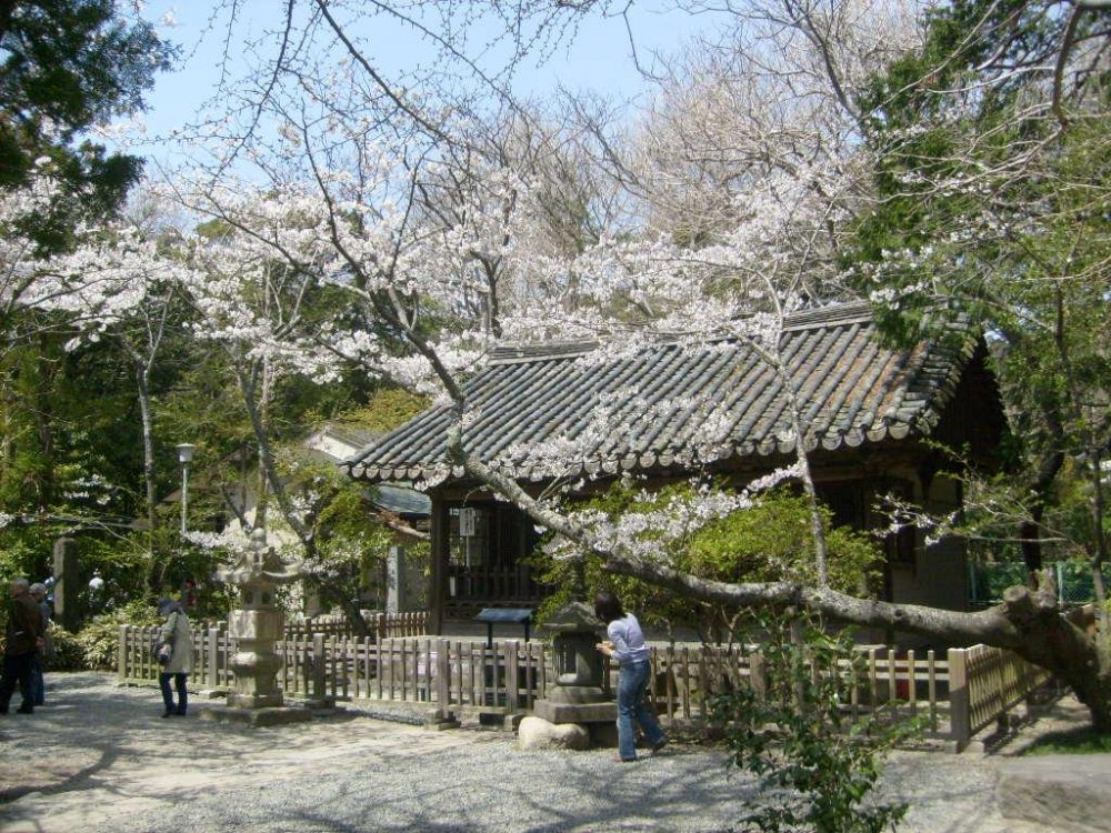 This building behind the Daibutsu is shaded by the trees