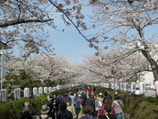 Con đường chính dẫn đến Tsurugaoka Hachimangu trở thành đại lộ của lễ hội sắc hồng