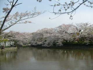 Những hàng cây tỏa bóng xuống ao nước ở Tsurugaoka Hachimangu như chịu sức nặng của những chùm hoa