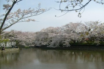 꽃이 나뭇가지에 내려앉는것 같이 쓰루가오카 하치만구에서 나무들은 연못을 넘어 뻗는다 