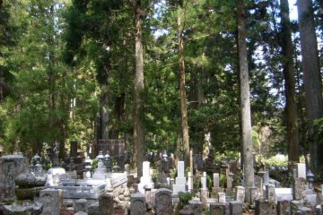 <p>The denseness of the graves and forest create a hushed atmosphere</p>