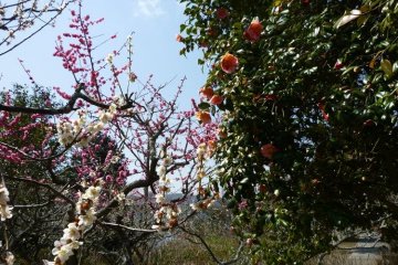 Stunning cherry, plum and camellia blossom