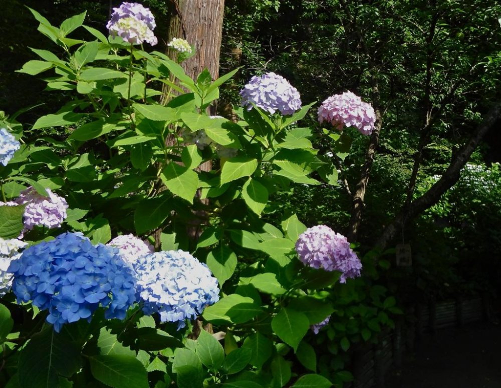 Màu sắc của hoa cẩm tú cầu thường thay đổi