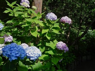 Màu sắc của hoa cẩm tú cầu thường thay đổi