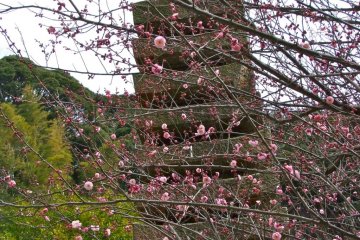 <p>Plum blossoms are just beginning to bloom</p>