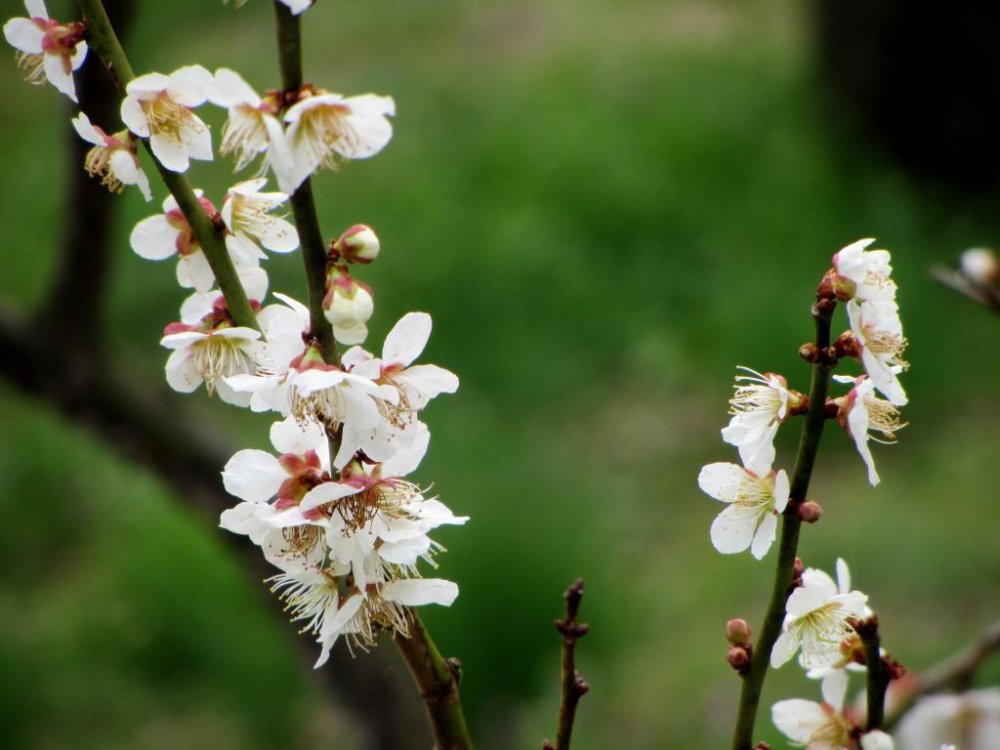Plum blossoms are the main attraction in the spring