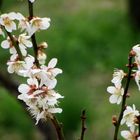 Kairakuen: Plum Blossoms and More