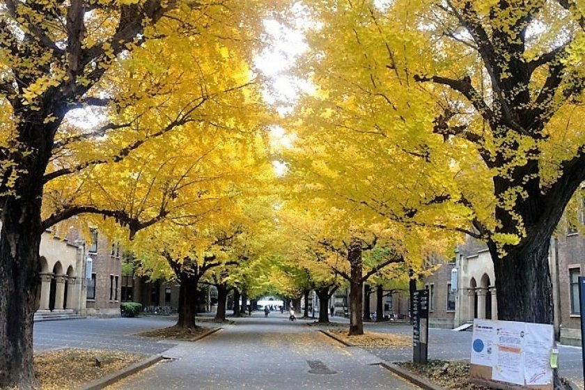 ถนนสียกิงโกะในมหาวิทยาลัยโตเกียว
