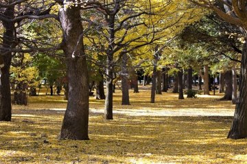 สีทองอร่ามตาในสวนโยะโยะกิ (Yoyogi) 