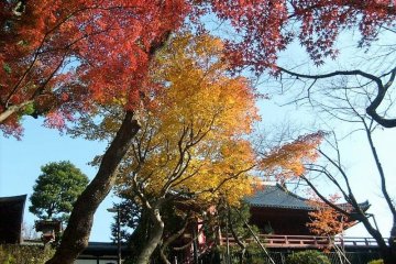  ใบไม้เปลี่ยนสีในสวนอุเอะโนะ (Ueno) กับฉากหลังศาลเจ้าอันงดงาม