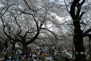 Cherry blossom viewing festivities at Koganei Park