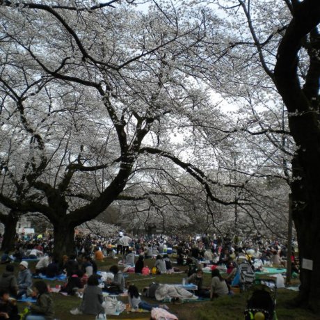 Tokyo's Cherry Blossom Heaven