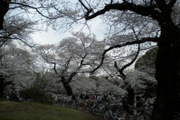 Bikes and cherry blossoms at Koganei Park