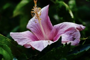 Hibiscus, the royal flower of Okinawa