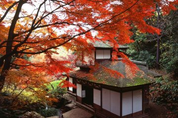 ฤดูใบไม้ร่วงในสวนซานเคเอ็น (Sankeien Garden) แห่งโยโกฮะมะ 