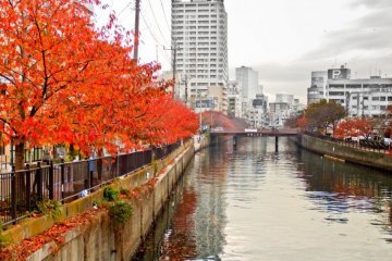 ต้นซากุระที่ยืนเรียงรายสองฝั่งแม่น้ำโอโอะคะกะวะ (Ookagawa) แห่งโยโกฮะมะ (Yokohama) เปลี่ยนสีได้งดงามไม่แพ้ดอก
