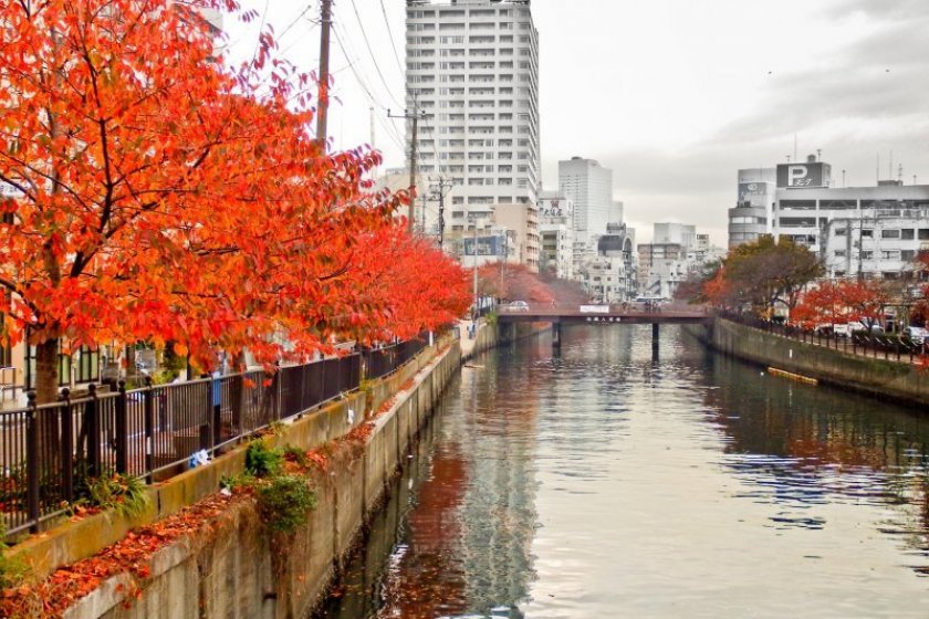 ต้นซากุระที่ยืนเรียงรายสองฝั่งแม่น้ำโอโอะคะกะวะ (Ookagawa) แห่งโยโกฮะมะ (Yokohama) เปลี่ยนสีได้งดงามไม่แพ้ดอก