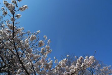 Beautiful cherry blooms behind the beautiful blue sky