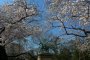 Taman Ueno di Musim Sakura