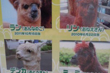 Resident alpacas - posters are placed around the mall introducing these "residents"