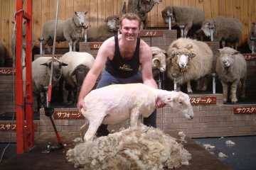 Sheep-shearing