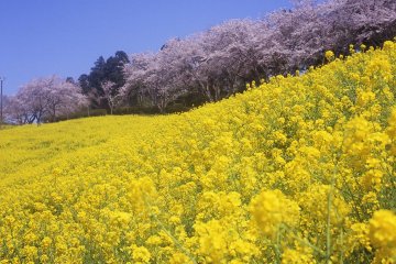 봄철 벚꽃은 도쿄에서보다 더 빨리 핀다