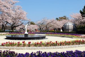 Lễ hội Tokiwa Koen-no-Sakura 