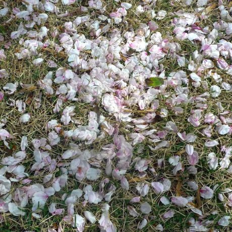 Shinjuku Gyoen - Cherry Blossoms