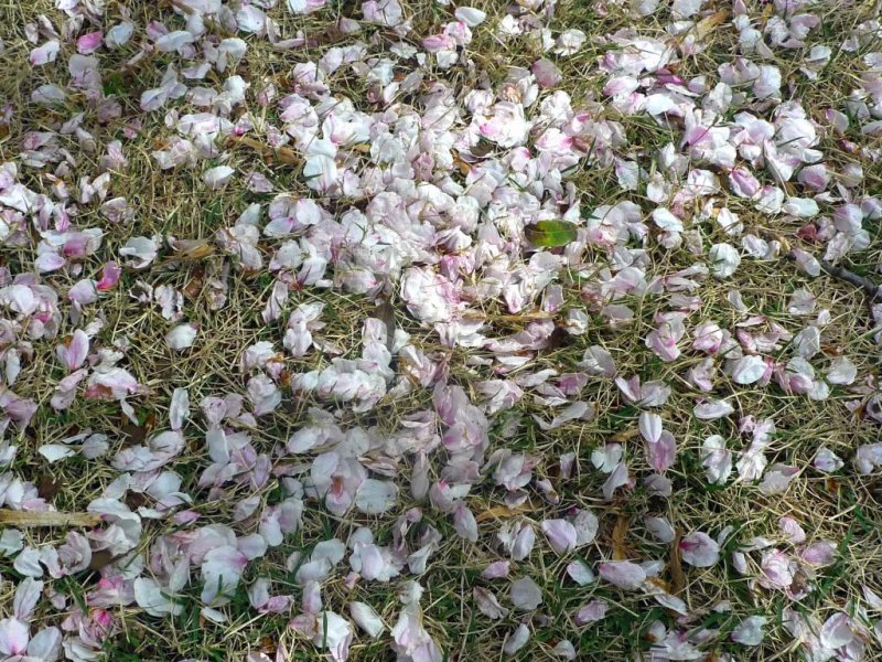 Cherry blossom petals are starting to fall