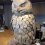 Wise Owls Hostel in Shibuya