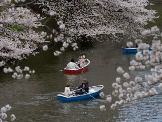 A very classic view: rowing boats going through a 'valley of sakura'