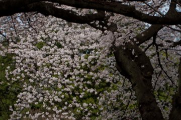 Some of the branches almost reach the ground and the blossoms form a kind of curtain