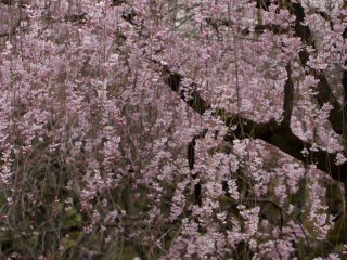 This pink wheeping cherry tree was one of the main attractions when I was there