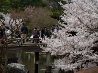 This white blossom tree was the other main attraction that day