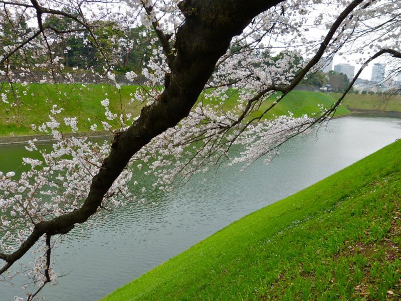 Cherry trees along the Chidorigafuchi moat