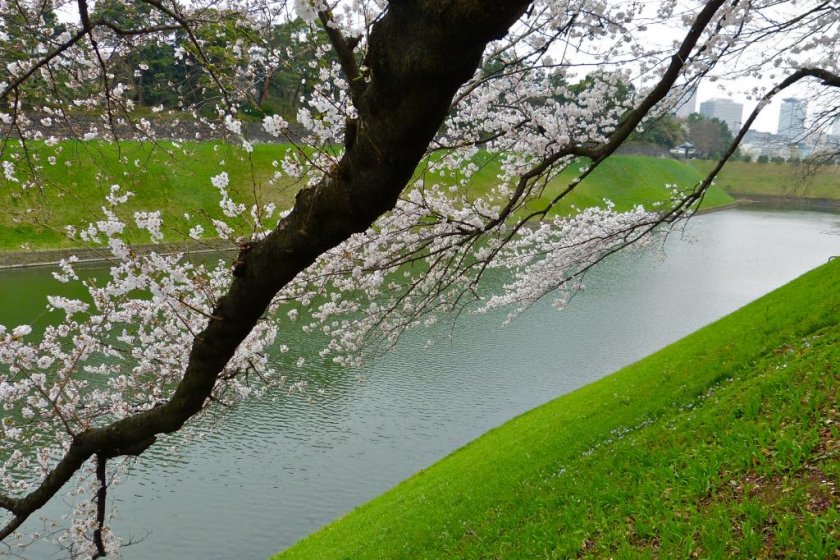 Pepohonan sakura di sepanjang parit Chidorigafuchi