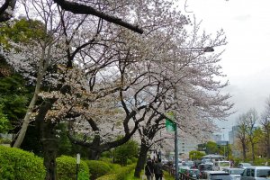 Jalan di sisi kedubes yang juga merupakan tempat terbaik menikmati sakura