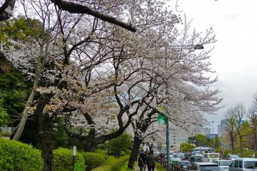 The side street of the embassy is also a nice viewing spot for cherry blossoms