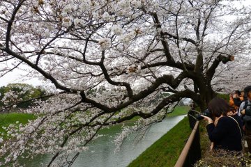 Chidorigafuchi Walkway is one of the most popular spots for cherry blossom viewing