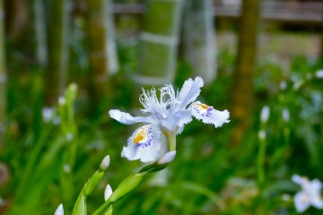 Shaga (fringed iris)