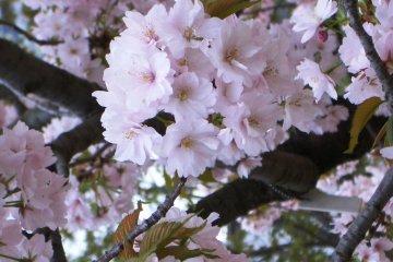 오사카 민트에서의 벚꽃